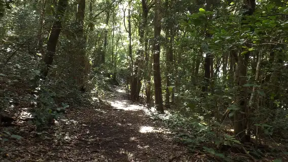 Santa Cruz de Tenerife: 2-Hour Hiking Tour in Anaga Forest
