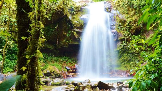 보케테: 클라우드 포레스트 야생동물 하이킹 투어