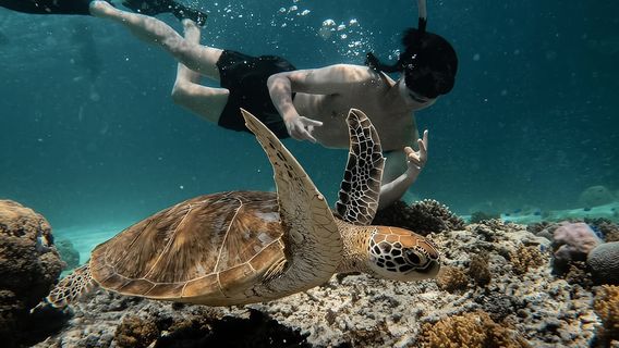 From Gili Air: Snorkeling with Turtles & Underwater Statue | Trip.com