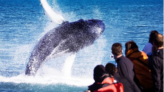 Nuova Isola del Sud - Crociera per l'avvistamento di balene e delfini a Kaikoura con Whale Watch Kaikoura