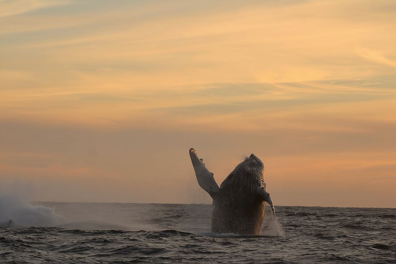 Los Cabos: Whale Watching Safari & Free time at Lovers Beach