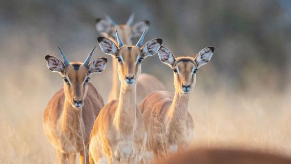 新西蘭南島旅遊 皇后鎮瓦納卡打獵體驗 Real Guns 南部狩獵/真槍射擊