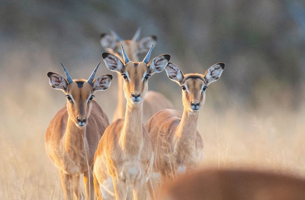 Viaggio nell'Isola del Sud della Nuova Zelanda: Esperienza di caccia a Queenstown e Wanaka con armi reali - Caccia del sud/Tiro con armi vere