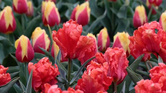 From Amsterdam: Tulip Fields of Holland Tour
