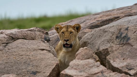 Zanzibar:2-Day Tarangire and Ngorongoro Crater from Zanzibar