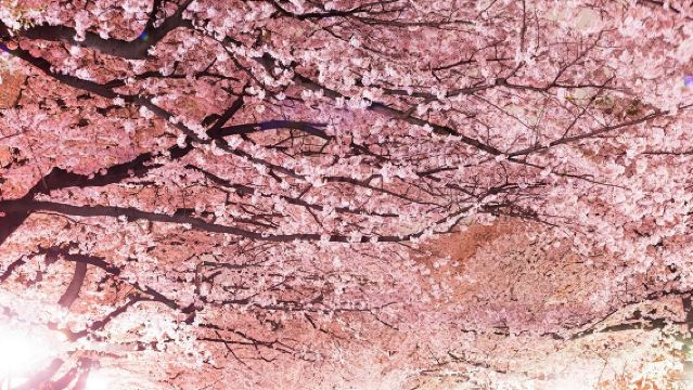 Сезон сакуры в Токио: Тидоригафучи + Парк Уэно + Парк Сумида + Meguro Gawa + Синдзюку-Гёэн