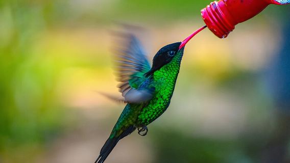 Rockland Bird Sanctuary Private Tour