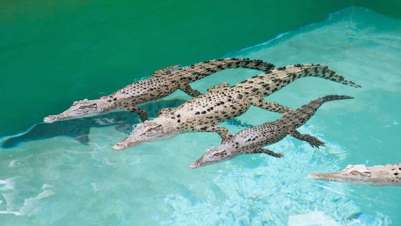 Crocosaurus Cove: Whipray Encounter