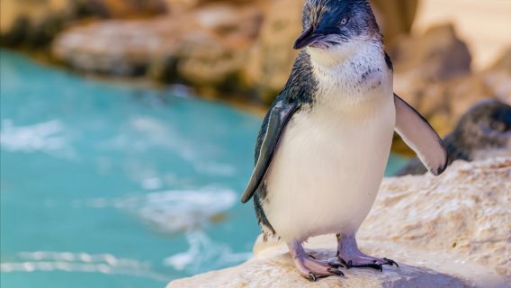 รถไฟไอน้ำ Puffing Billy เมลเบิร์น + เกาะฟิลลิป - คนขับขนาดกลาง/รับในเมือง - กลุ่มเล็ก