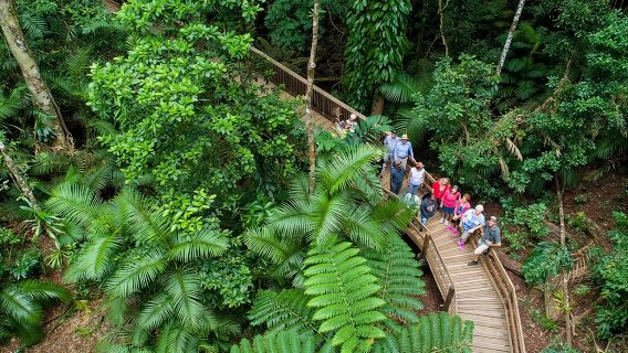 Daintree Rainforest and Cape Tribulation Full Day Tour