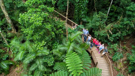 Daintree Rainforest and Cape Tribulation Full Day Tour