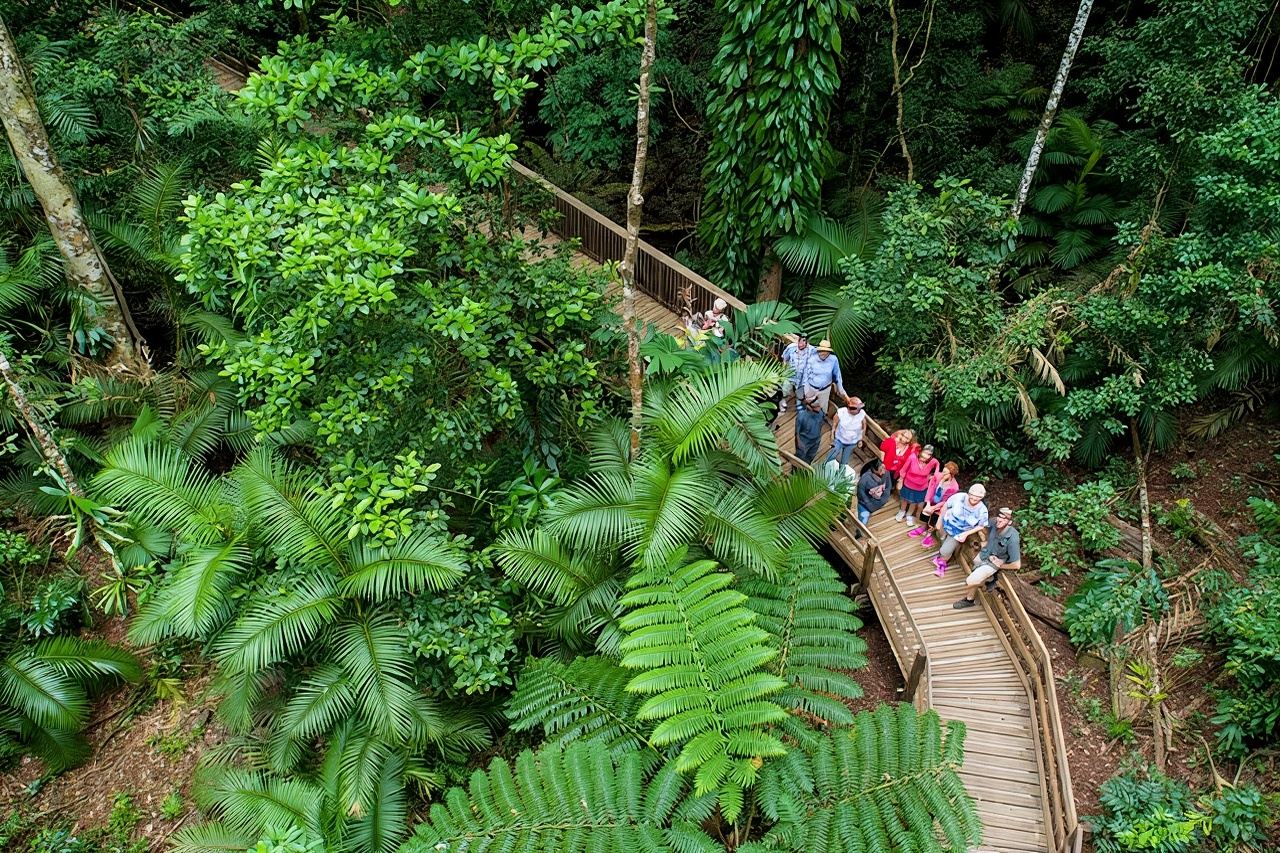 Ganztagestour durch den Daintree-Regenwald und nach Cape Tribulation