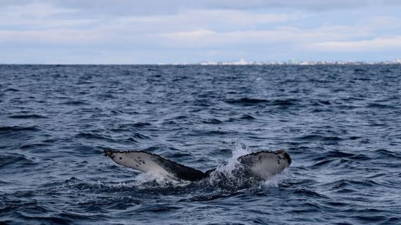 Дневной тур по наблюдению за китами из Рейкьявика