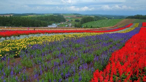 日本北海道富田農場+青池一日遊/行程可調-可訂製多日遊