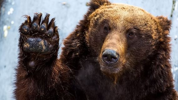 Japan Noboribetsu Tōya-See + Shōwa-shinzan + Noboribetsu Bärenfarm Tagesausflug