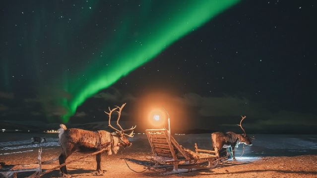 Nachtfahrt mit dem Rentierschlitten, Abendessen im Camp und Chance auf Nordlichter