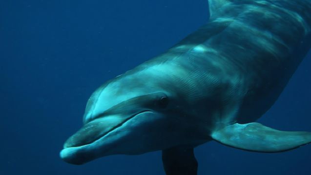 Watch and Swim with Dolphins in the Wild