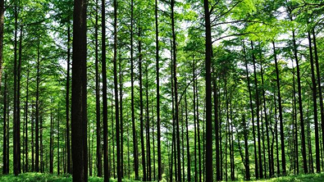 湖州安吉中國大竹海「匠心說」持證解說+私享包團（不包括入場門票）