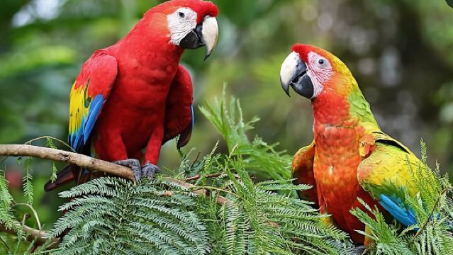 Roatán Privates Schnorcheln, Wildpark und West Bay Beach