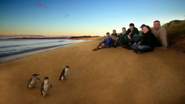 호주 필립 아일랜드 당일 치기 여행 (공동구매) | 펭귄 퍼레이드 + 문라이트 야생동물 공원