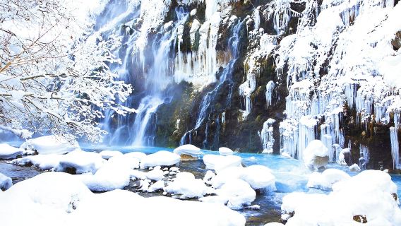 perjalanan satu hari Hokkaido, Jepang: Kebun Binatang Asahiyama, Air Terjun Shirahige, Pohon-pohon Populer Biei, dan Furano