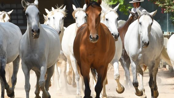 Jerez: Tour dei cavalli certosini di Yeguada de la Cartuja