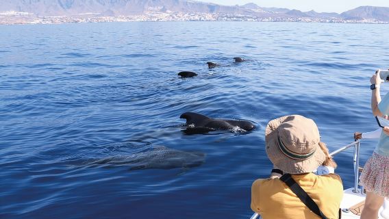 Whale watching in Tenerife. Atlantic Eco Experience