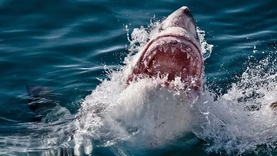 SHARK CAGE DIVING and VIEWING (Incl. transfers from Cape Town)