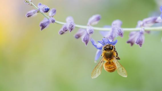 Discover the Products of Beekeeping in Oristano