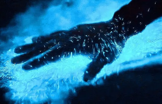 洛斯阿爾科斯保護區生物發光和日落當地遊船之旅