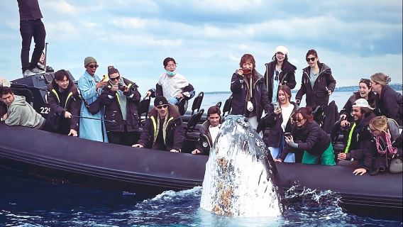 Sydney Whale Watching Half Day Tour, 2 Hours Speed Watching: Super Close Distance, Internet Celebrity Black/Gray Boat