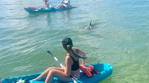 Tour in kayak con delfini e lamantini a Daytona Beach
