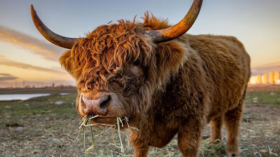 Excursión a los lagos y castillos de la costa oeste - desde Glasgow