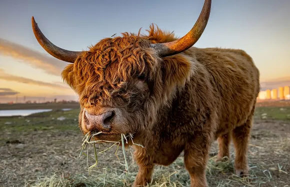 西海岸湖泊與城堡之旅 - 從格拉斯哥出發