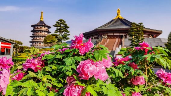 洛陽一日遊-國家牡丹園+洛邑古城+隋唐大運河博物+應天門
