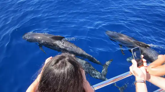 Dolphin and Whales watching cruise from Puerto Rico de Gran Canaria