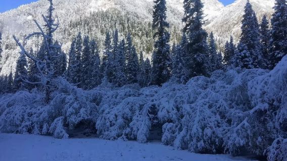 平武白馬王朗國家級自然保護區+平武報恩寺一日遊