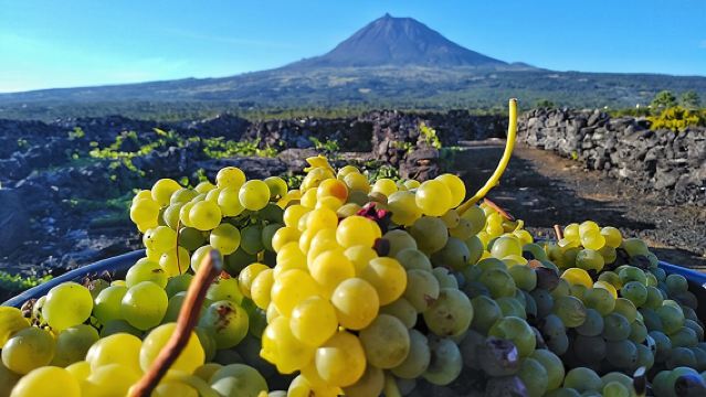 ワイン＆フードツアー