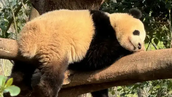 Chengdu Research Base of Giant Panda Breeding + Leshan Giant Buddha 1-day tour