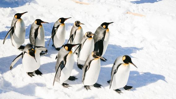 Asahiyama Zoo & Panoramic Flower Gardens Shikisai-no-oka 1-day tour | Winter Limited Edition
