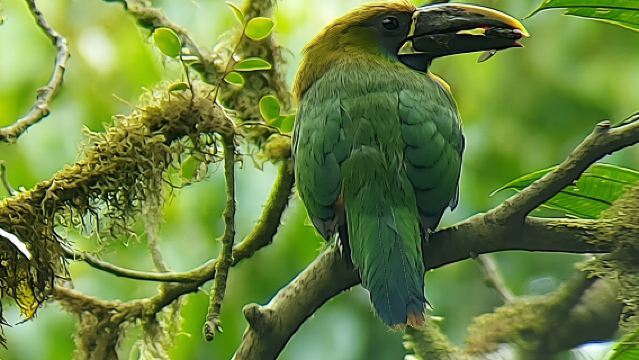 Jalan-Jalan Alam Terpandu di Hutan Kabut Monteverde dengan Naturalis Lokal