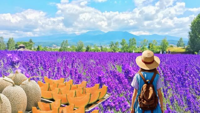 Dagtur till Furano i Hokkaido: Farm Tomita/Blå dammen/valfri bondgårdsmiddag | Blomsterutflykt från Sapporo