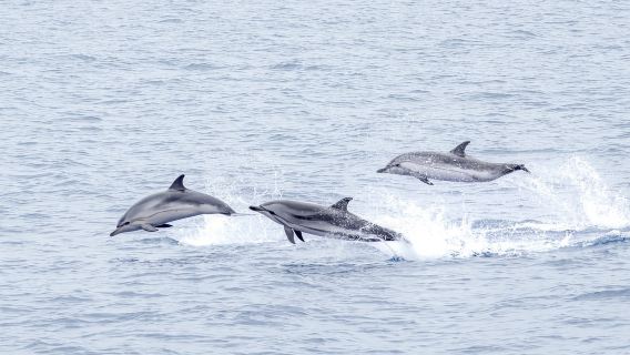 São Miguel: Walbeobachtung, Mittagessen und Wasseraktivitäten