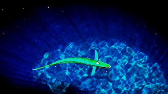 Sal: Perjalanan Sehari Penuh Mengelilingi Pulau dengan Makan Tengahari