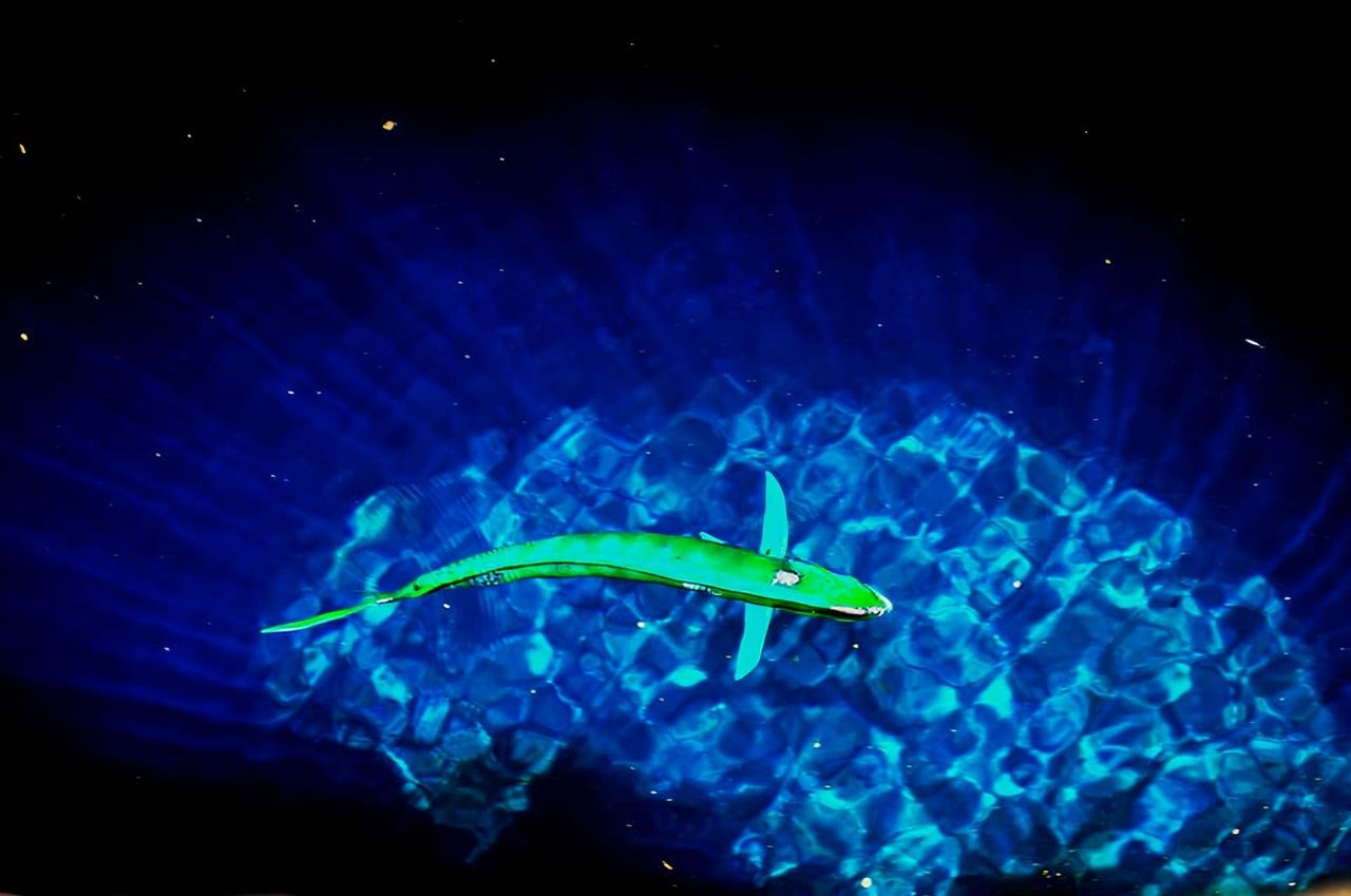 Sal: Gita di un giorno intero intorno all'isola con pranzo