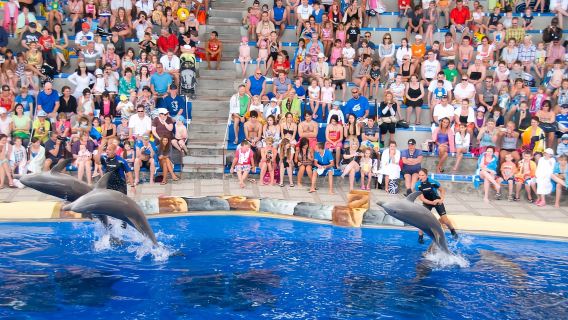 Costa Adeje: Aqualand Water Park Ticket with Dolphin Show