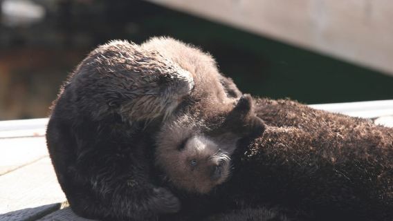 Monterey: Monterey Bay Dolphin and Whale Watching Boat Tour