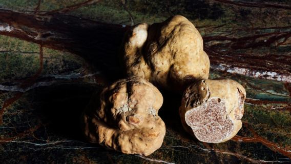 Alba: Truffle Hunting with Cheese, Truffle, & Wine Tastings