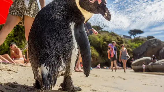 Cape of Good Hope, Chapman's Peak Drive, Penguins , Seals