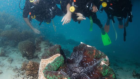Cairns: Great Barrier Reef-Kreuzfahrt und 10-minütiger Helikopterflug